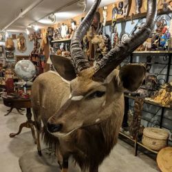 Ballyhoo Curiosity Shop ico