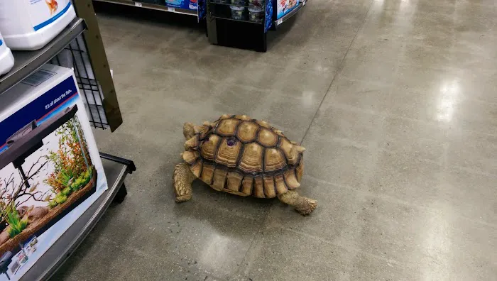 Petco 8