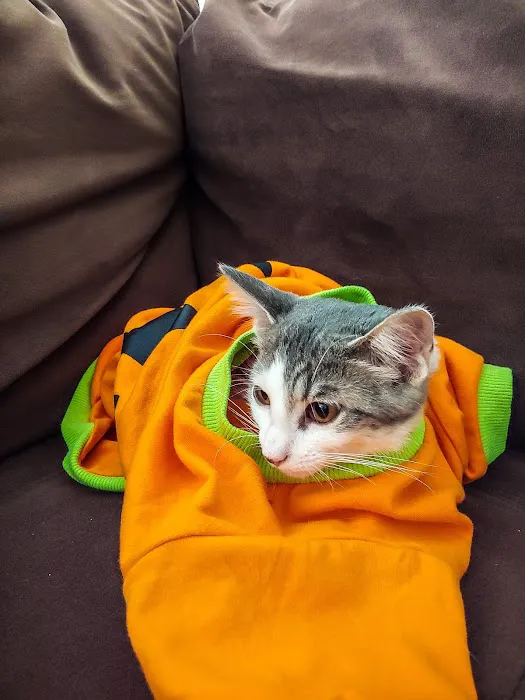 Petco 3