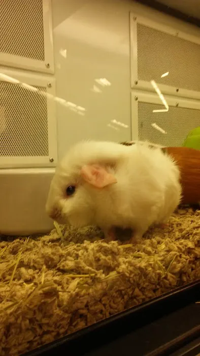 Petco 7