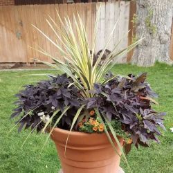 Lowe's Garden Center ico