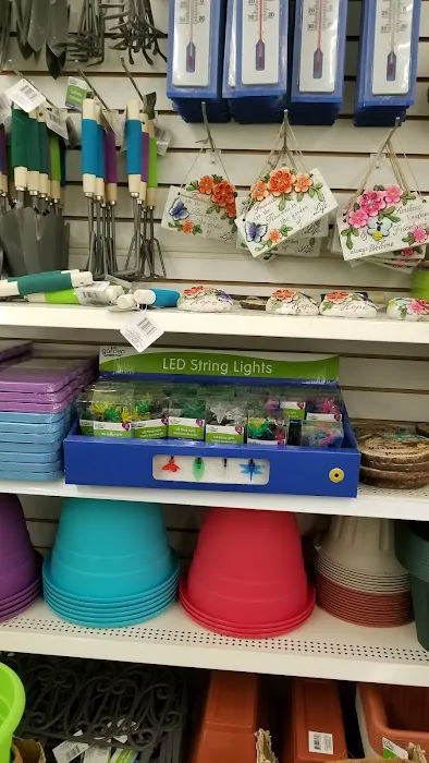 Dollar Tree 0