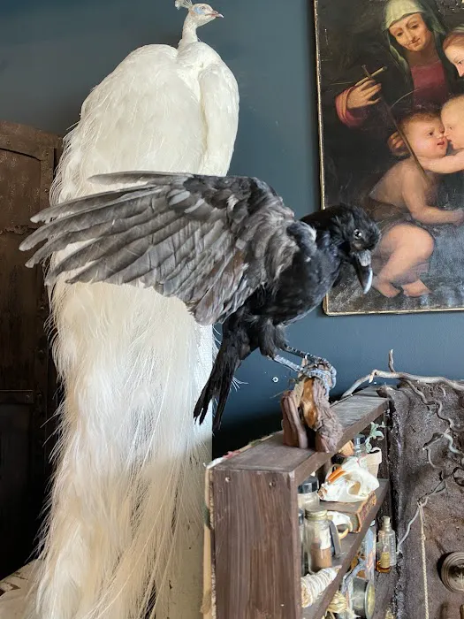 Twelve Vultures 7