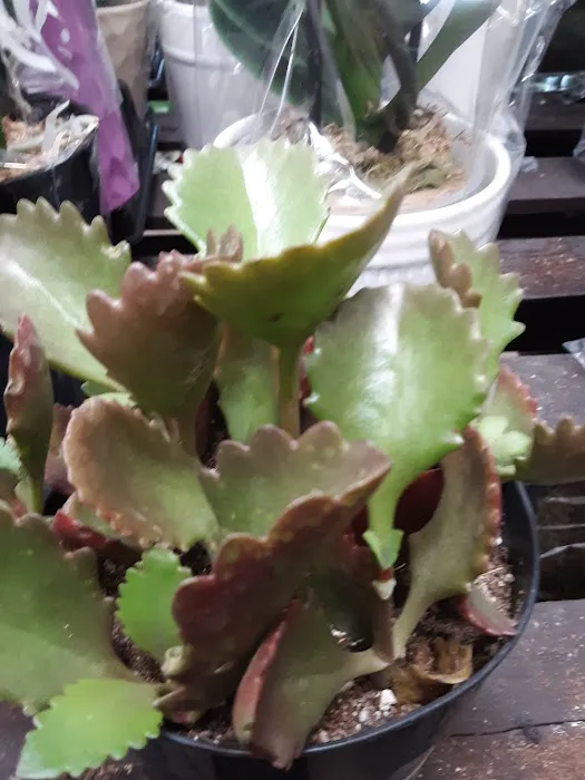 Lowe's Garden Center 3