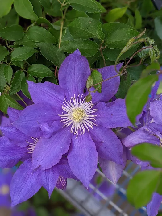 Lowe's Garden Center 4