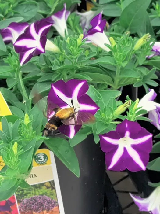 Lowe's Garden Center 2