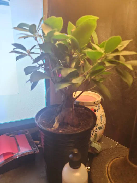 Lowe's Garden Center 1