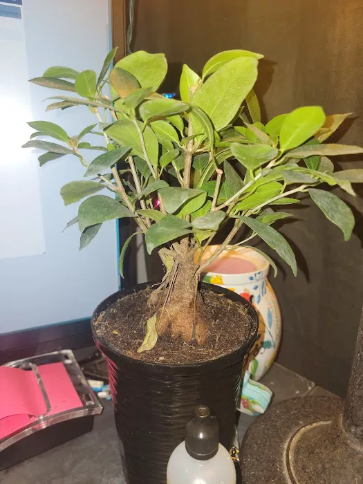 Lowe's Garden Center 0
