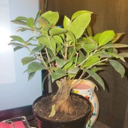 Lowe's Garden Center ico