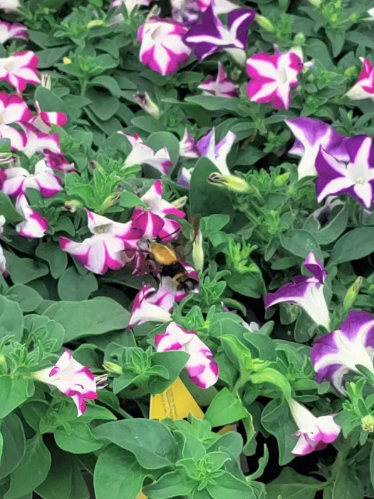 Lowe's Garden Center 5