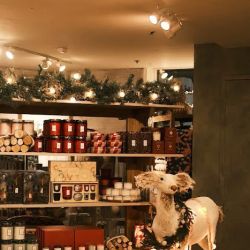 Anthropologie ico