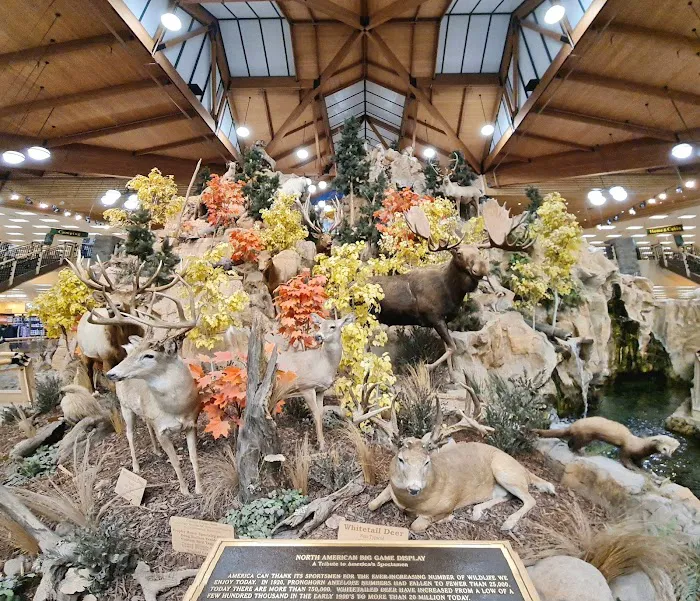 Cabela's 8