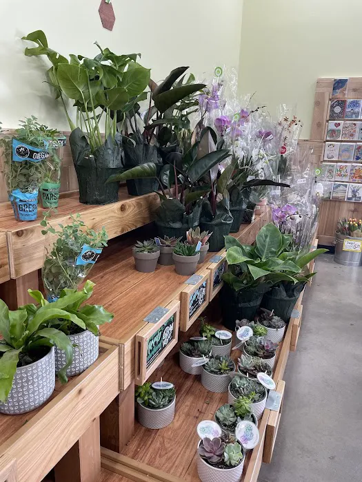 Trader Joe's 6
