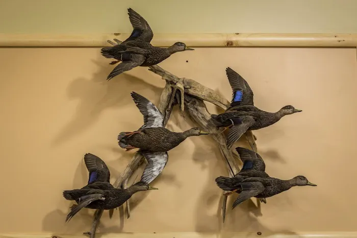 Cabela's 6