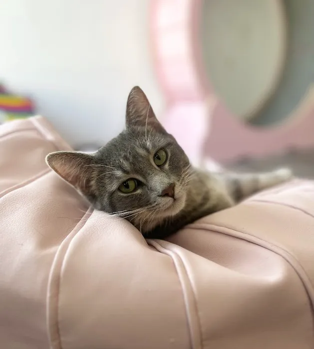 Happy Cat Cafe 9