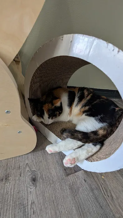 Happy Cat Cafe 8