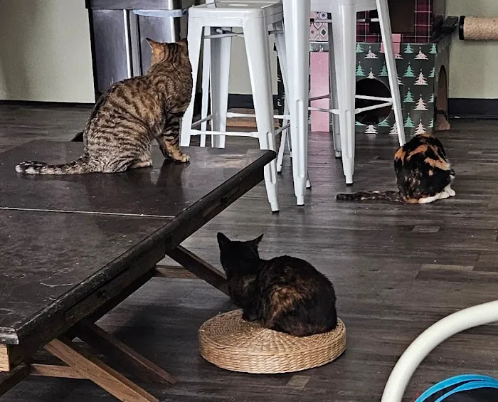 Happy Cat Cafe 3