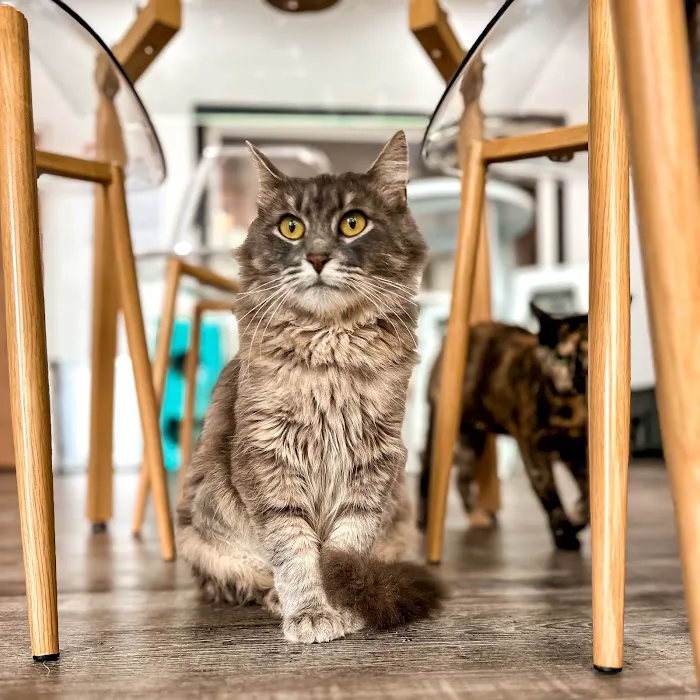 Happy Cat Cafe 7