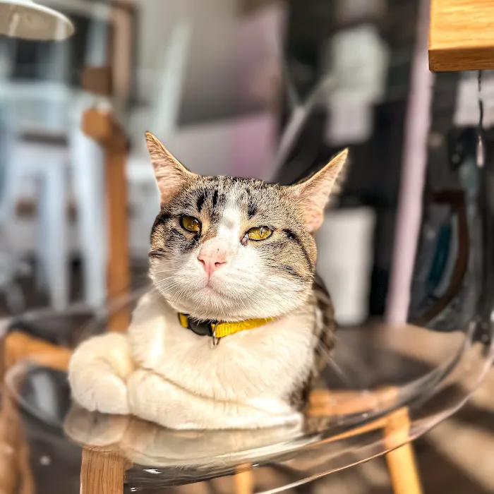 Happy Cat Cafe 5
