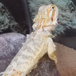 Petco ico