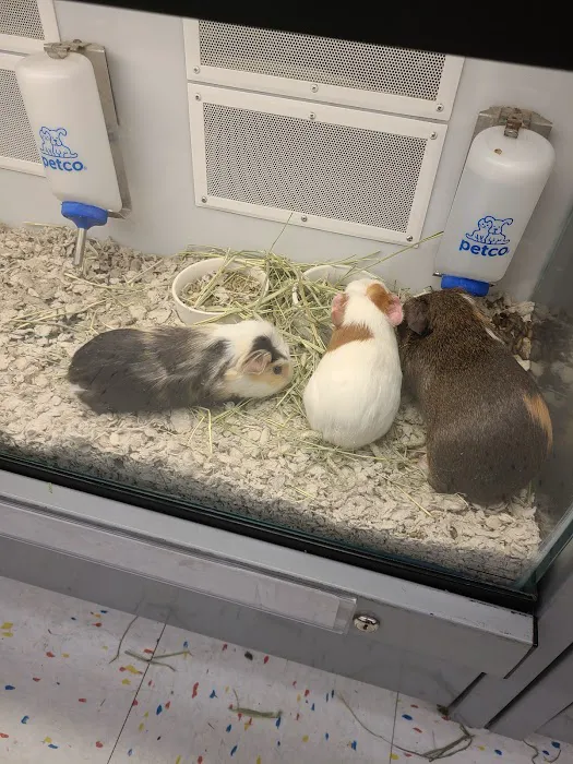 Petco 2