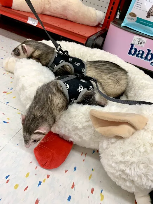 Petco 6