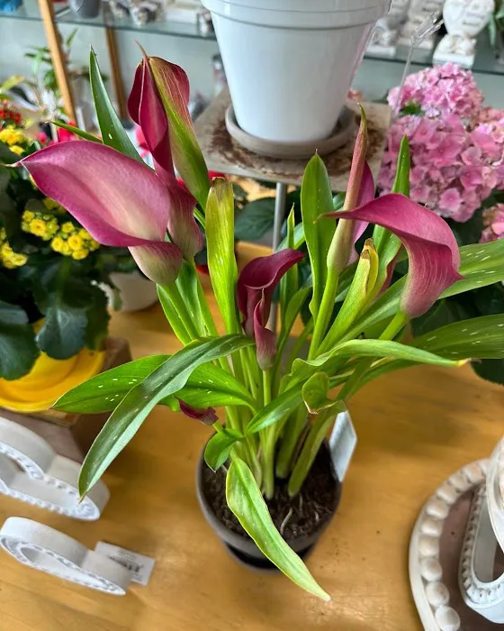 Plumeria Botanical Boutique 3