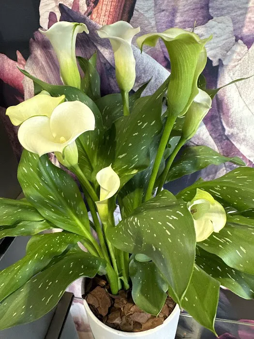 Plumeria Botanical Boutique 2