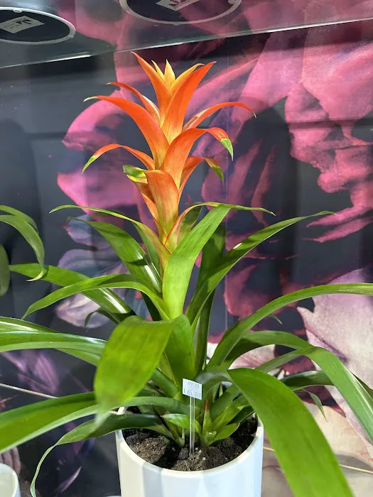 Plumeria Botanical Boutique 7