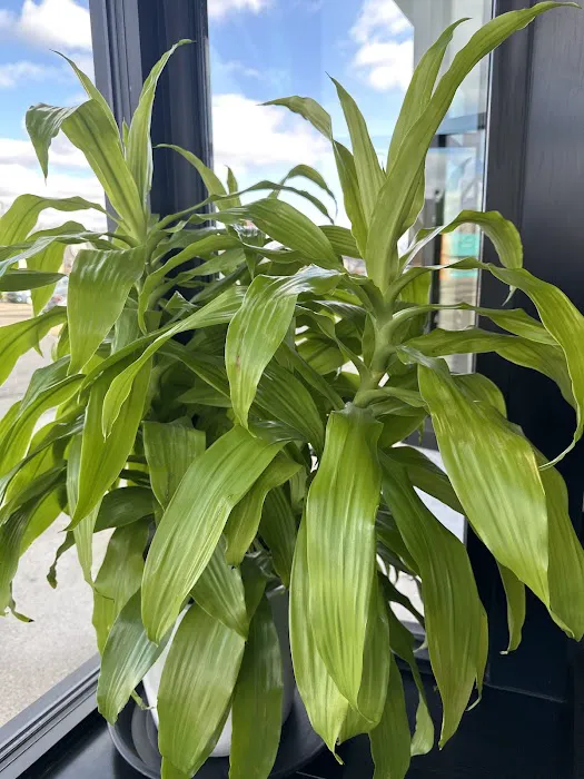 Plumeria Botanical Boutique 0