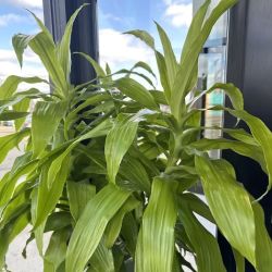 Plumeria Botanical Boutique ico