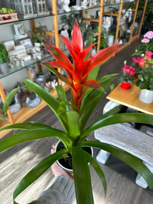 Plumeria Botanical Boutique 9