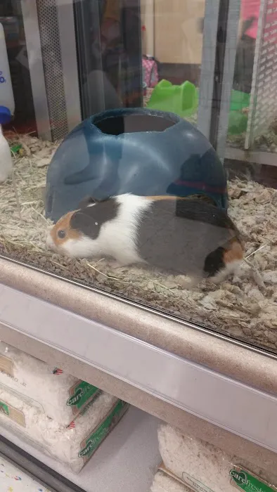 Petco 6