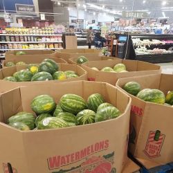 Meijer ico