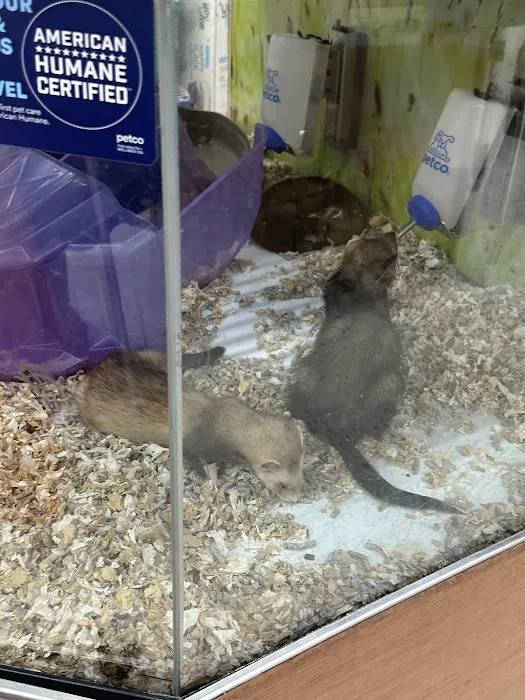 Petco 4