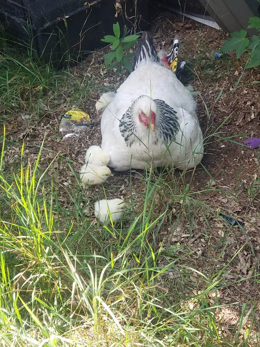Tractor Supply Co. 7