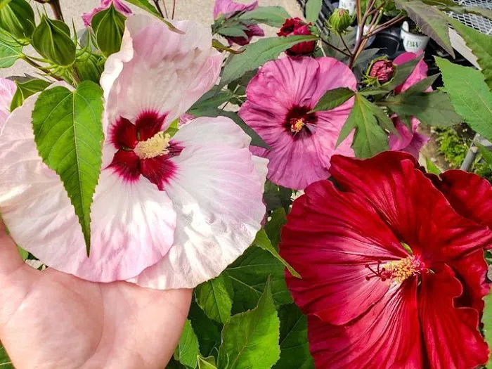 Van Atta's Greenhouse & Flower Shop 7