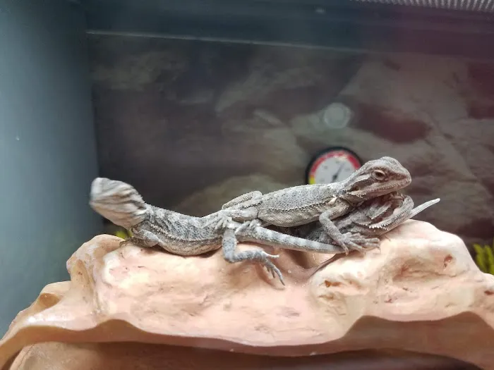 Petco 1