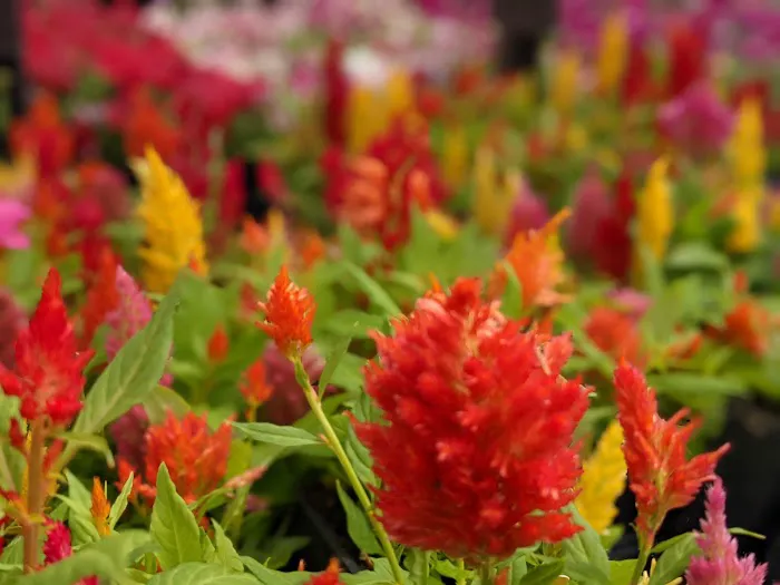 Lowe's Garden Center 1