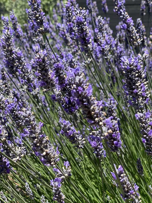 Lavender Blue 3