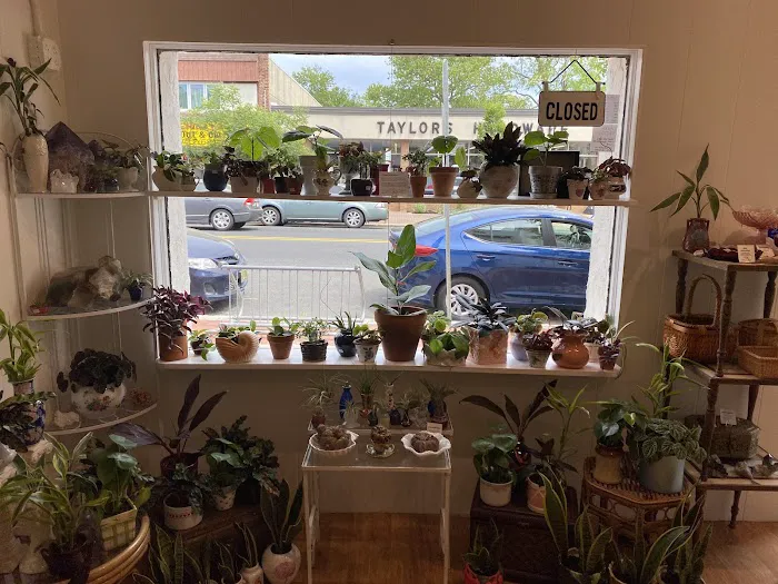Mineral Shop 1
