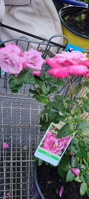 Lowe's Garden Center 0