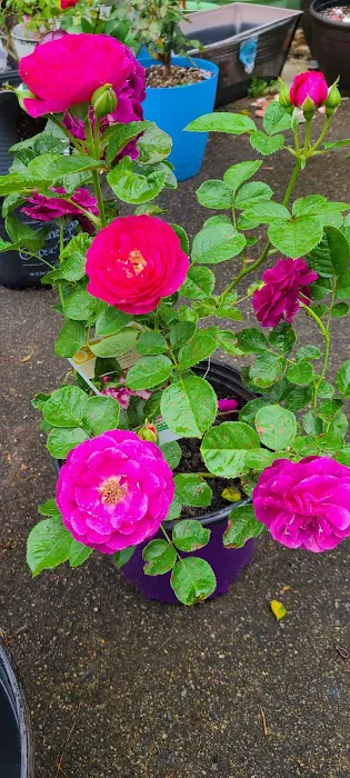 Lowe's Garden Center 3