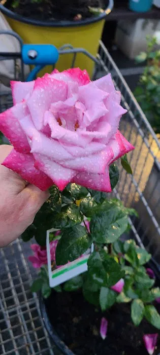 Lowe's Garden Center 4