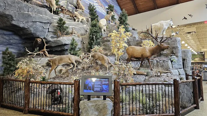 Cabela's 8