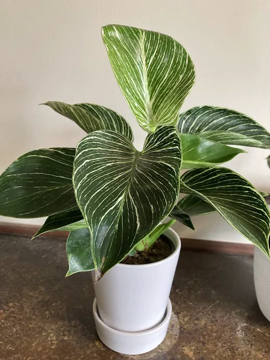 The Plant Shop 4