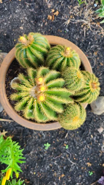 The Plant Shop 7