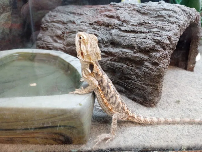 Petco 1