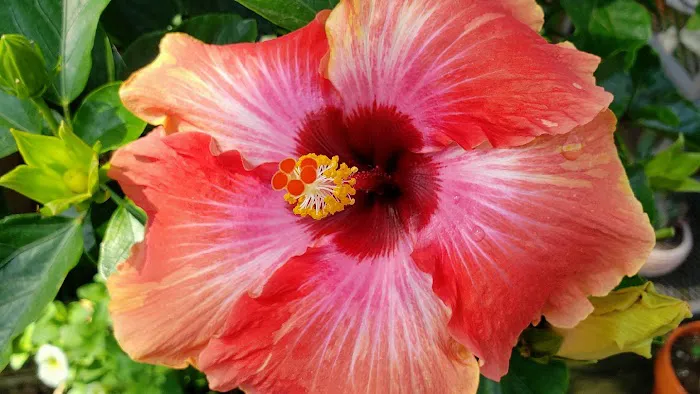 Hazel's Flowers 0