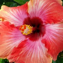Hazel's Flowers ico